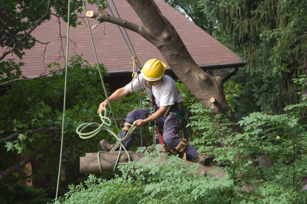 Leaf Removal in Matawan, NJ