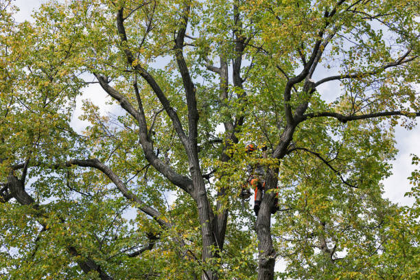 Best Storm Damage Tree Cleanup  in Matawan, NJ